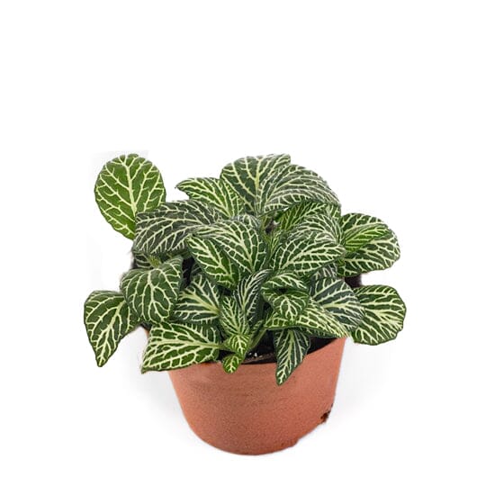 Fittonia Marble Queen 8.5/10 Plants Almost Paradise Berlin 
