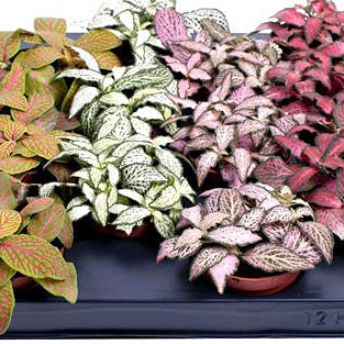 Fittonia mix 5.5/10 Plants Almost Paradise Berlin 