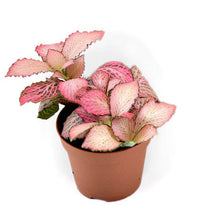 Load image into Gallery viewer, Fittonia Pink Anne 6/15 Plants Almost Paradise Berlin 
