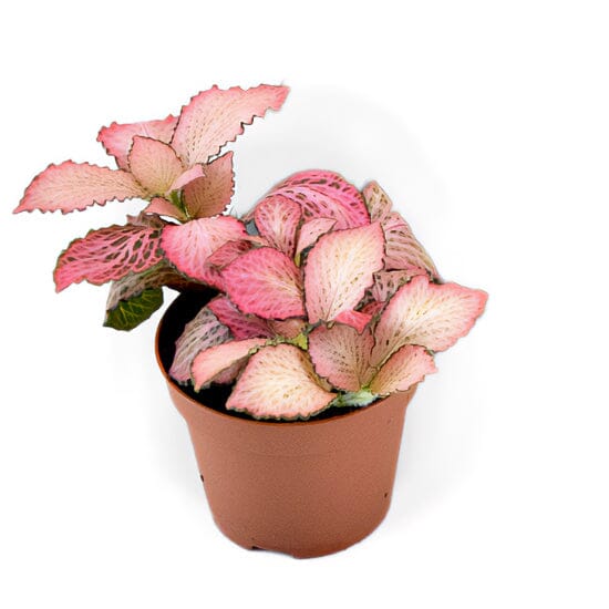Fittonia Pink Anne 8.5/10 Plants Almost Paradise Berlin 
