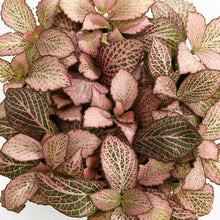Load image into Gallery viewer, Fittonia Pink Anne 8.5/10 Plants Almost Paradise Berlin 
