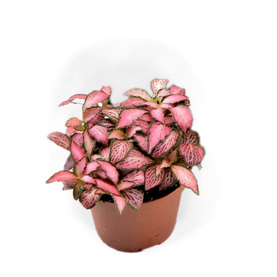 Fittonia Pink Forest Flame 8.5/10 Plants Almost Paradise Berlin 