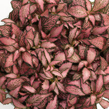 Load image into Gallery viewer, Fittonia Pink Forest Flame 8.5/10 Plants Almost Paradise Berlin 

