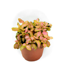 Load image into Gallery viewer, Fittonia Pink Ruby Lime 8.5/10 Plants Almost Paradise Berlin 
