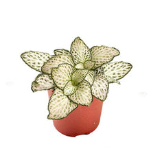 Load image into Gallery viewer, Fittonia Raindrop 8.5/10 Plants Almost Paradise Berlin 
