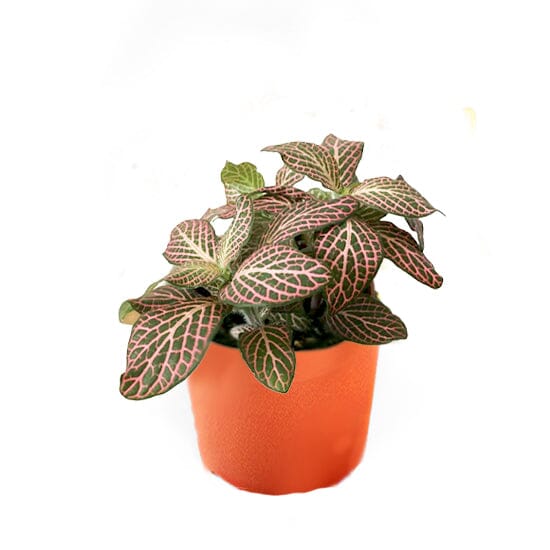 Fittonia Red Angel 8.5/10 Plants Almost Paradise Berlin 