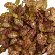 Load image into Gallery viewer, Fittonia Red Angel 8.5/10 Plants Almost Paradise Berlin 

