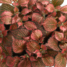 Load image into Gallery viewer, Fittonia Red Star 8.5/10 Plants Almost Paradise Berlin 
