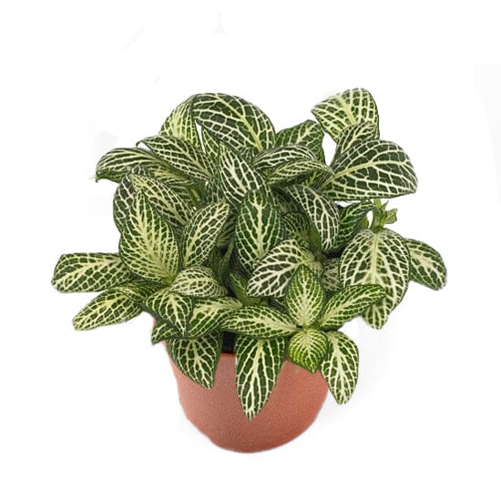 Fittonia Shadow 8.5/10 Plants Almost Paradise Berlin 