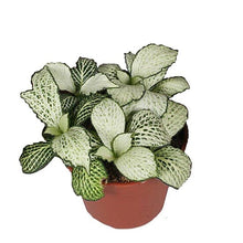 Load image into Gallery viewer, Fittonia Snow Star 8.5/10 Plants Almost Paradise Berlin 
