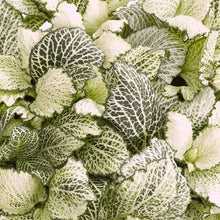 Load image into Gallery viewer, Fittonia Snow Star 8.5/10 Plants Almost Paradise Berlin 
