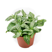 Load image into Gallery viewer, Fittonia Springtime 8.5/10 Plants Almost Paradise Berlin 
