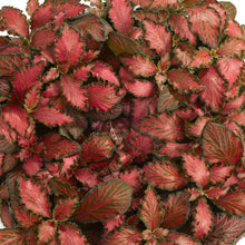Load image into Gallery viewer, Fittonia Tiger 8.5/10 Plants Almost Paradise Berlin 

