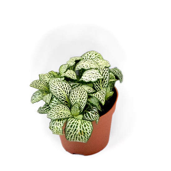 Fittonia Whisper 8.5/10 Plants Almost Paradise Berlin 