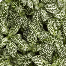 Load image into Gallery viewer, Fittonia White Angel 8.5/10 Plants Almost Paradise Berlin 
