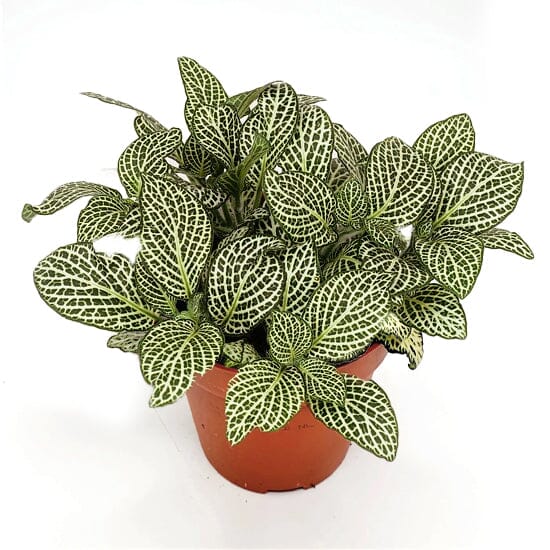 Fittonia White Angel 8.5/10 Plants Almost Paradise Berlin 