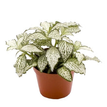 Load image into Gallery viewer, Fittonia White Forest Flame 8.5/10 Plants Almost Paradise Berlin 
