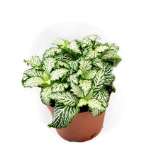 Load image into Gallery viewer, Fittonia White Tiger 8.5/10 Plants Almost Paradise Berlin 
