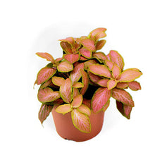 Load image into Gallery viewer, Fittonia Zalm Ruby Lime 8.5/10 Plants Almost Paradise Berlin 
