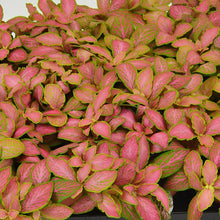 Load image into Gallery viewer, Fittonia Zalm Ruby Lime 8.5/10 Plants Almost Paradise Berlin 
