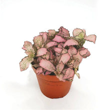 Load image into Gallery viewer, Fittonia Zalm Star 8.5/10 Plants Almost Paradise Berlin 
