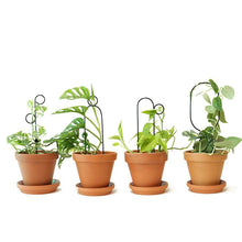 Load image into Gallery viewer, Golden Plant Stake - Small Bump Pots &amp; Co Botanopia 
