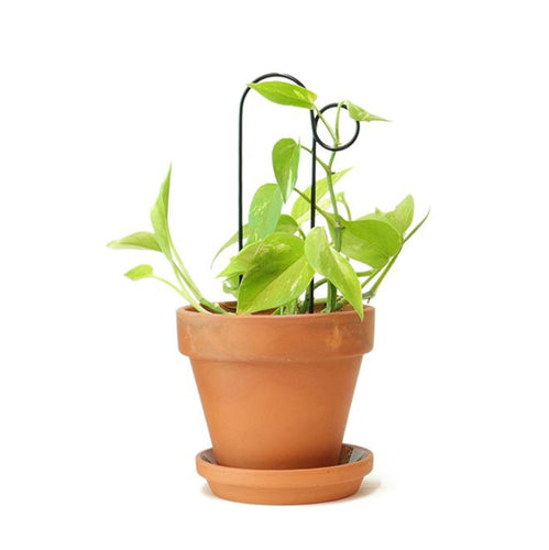 Golden Plant Stake - Small Bump Pots & Co Botanopia 