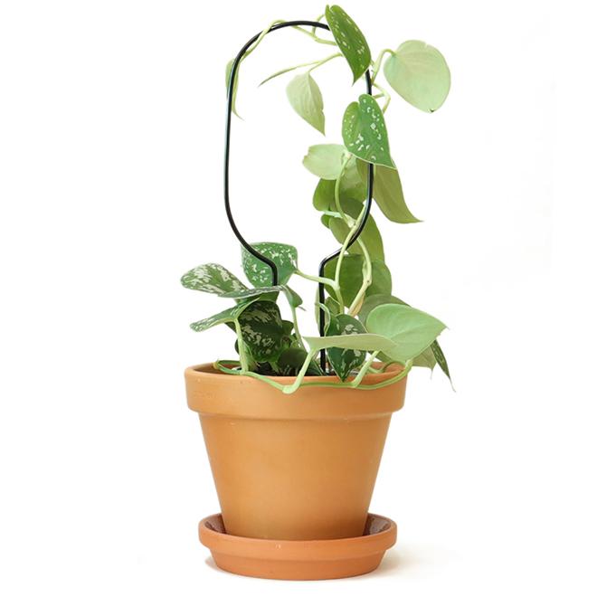 Golden Plant Stake - Small Hoop Pots & Co Botanopia 