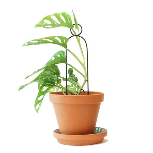 Golden Plant Stake - Small Pompom Pots & Co Botanopia 