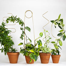 Load image into Gallery viewer, Golden Plant Stake - Squiggle Pots &amp; Co Botanopia 
