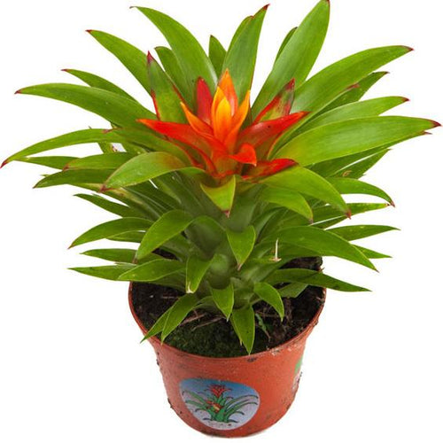 Guzmania 