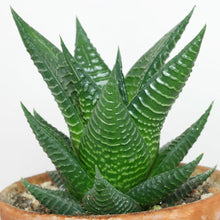Load image into Gallery viewer, Haworthia limifolia Plants Almost Paradise Berlin 
