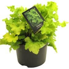 Heuchera Lime Marmalade 19/30 Plants Almost Paradise Berlin 