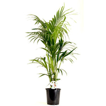 Load image into Gallery viewer, Howea forsteriana &quot;Kentia palm&quot; 24/160 Plants Almost Paradise Berlin 
