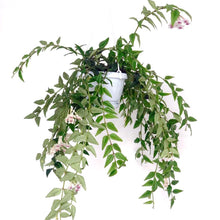 Load image into Gallery viewer, Hoya bella 12/50 Plants Almost Paradise Berlin 
