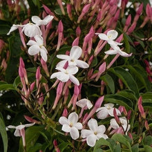 Load image into Gallery viewer, Jasminum polyanthum 12/30 Plants Almost Paradise Berlin 
