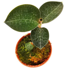 Load image into Gallery viewer, !Jewel Orchid Anoectocfilus formosanus Baby plant Plants Almost Paradise Berlin 
