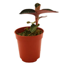 Load image into Gallery viewer, !Jewel Orchid Anoectocfilus formosanus Baby plant Plants Almost Paradise Berlin 
