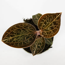Load image into Gallery viewer, Jewel Orchid Anoectochilus Garnet 7/10 Plants Almost Paradise Berlin 
