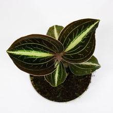 Load image into Gallery viewer, Jewel Orchid Anoectochilus Moonstone 7/10 Plants Almost Paradise Berlin 
