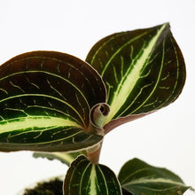 Load image into Gallery viewer, Jewel Orchid Anoectochilus Moonstone 7/10 Plants Almost Paradise Berlin 
