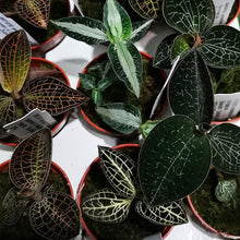 Lade das Bild in den Galerie-Viewer, !Jewel Orchid Anoectochlius siamensis x dossinia Baby plant Plants Almost Paradise Berlin 
