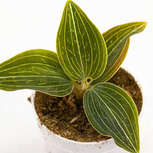 Load image into Gallery viewer, Jewel Orchid Macodes Citrine 7/10 Plants Almost Paradise Berlin 
