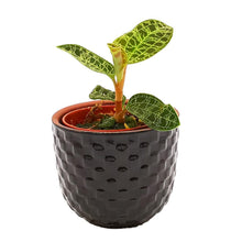 Load image into Gallery viewer, !Jewel Orchid Macodes petola Baby plant Plants Almost Paradise Berlin 

