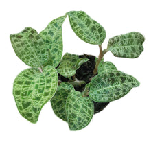 Load image into Gallery viewer, !Jewel Orchid Macodes petola Emerald 6.5/15 Plants Almost Paradise Berlin 
