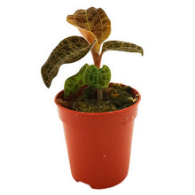 Load image into Gallery viewer, !Jewel Orchid Macodes petola Gold Baby plant Plants Almost Paradise Berlin 
