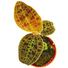 Load image into Gallery viewer, !Jewel Orchid Macodes petola Gold Baby plant Plants Almost Paradise Berlin 
