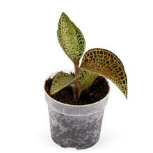Load image into Gallery viewer, Jewel Orchid Macodes Topaz 7/10 Plants Almost Paradise Berlin 
