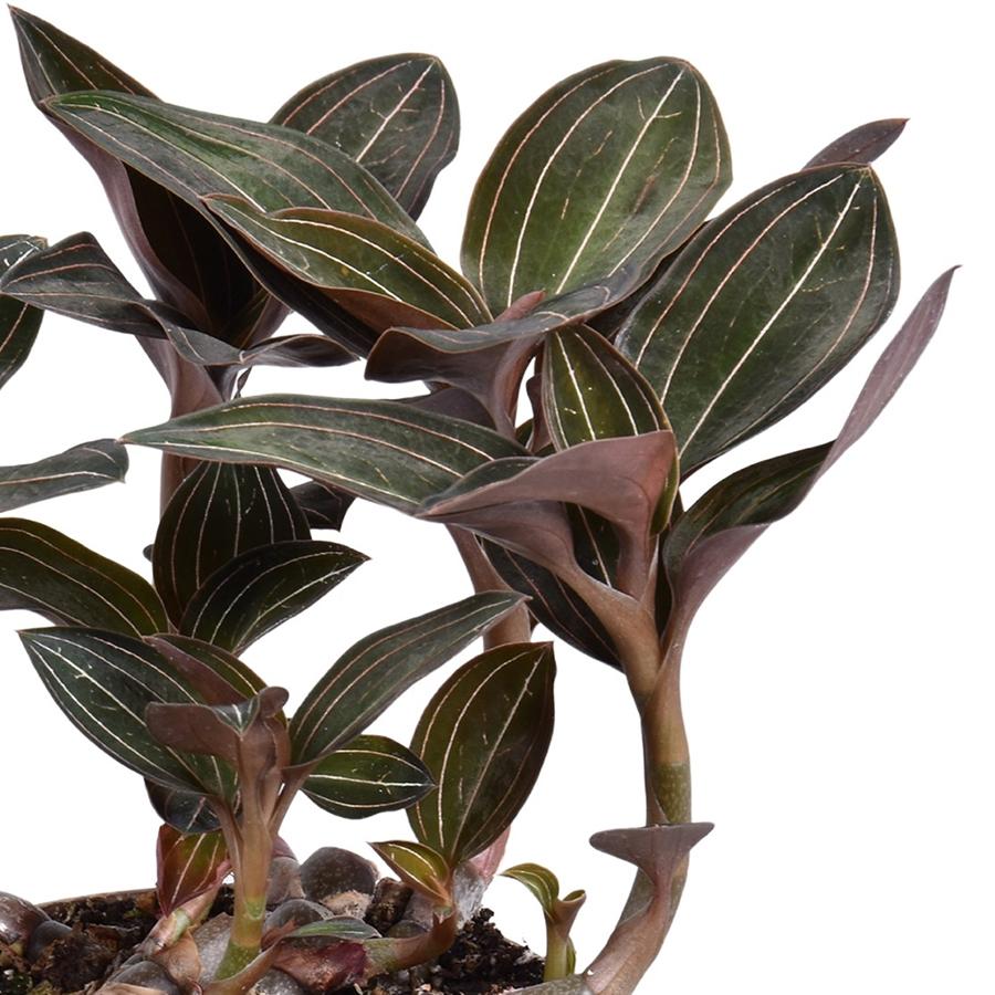 Ludisia Discolor - Jewel Orchid 12/35 Plants Almost Paradise Berlin 