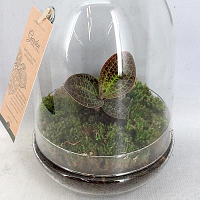 Macodes lowii (Jewel Orchid) in glass terrarium 19/45 Plants Almost Paradise Berlin 
